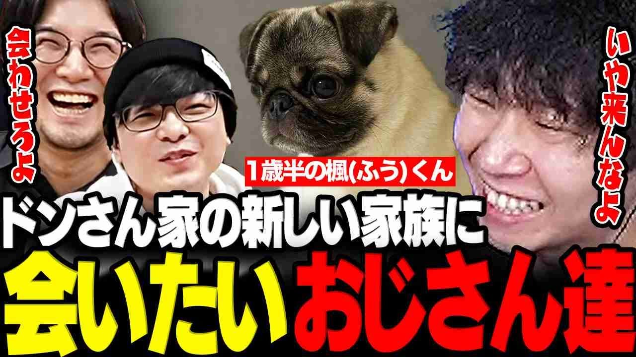 【雑談】ドンピシャ家の新しい家族 楓くんが可愛すぎてどうしても会いたい2人www【三人称/ドンピシャ/ぺちゃんこ/鉄塔/ワンちゃん/切り抜き】