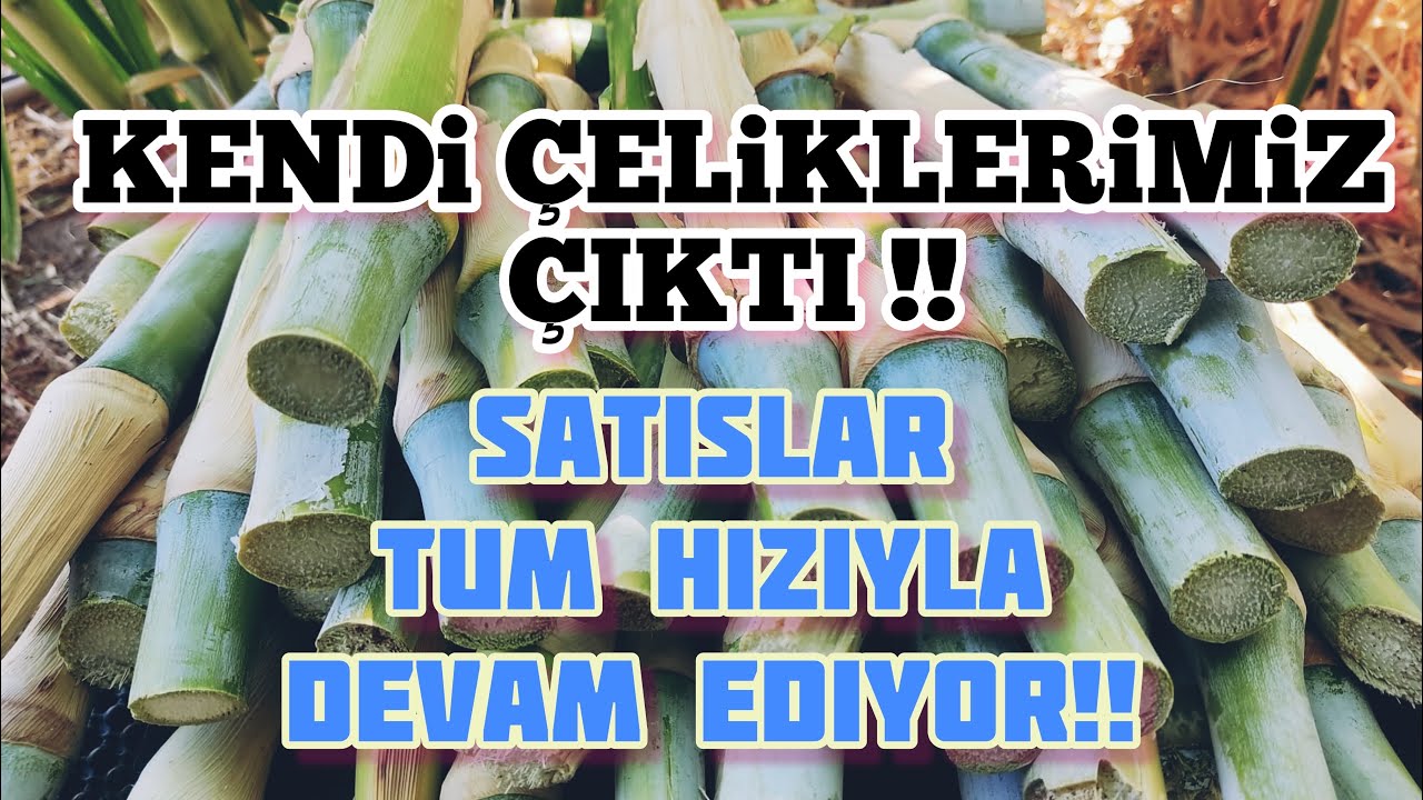 #MARALFALFA ÇELİKLERİMİZİ KESMEYE BAŞLADIK!! Satışlarımız devam ediyorrr!  👍🏼
