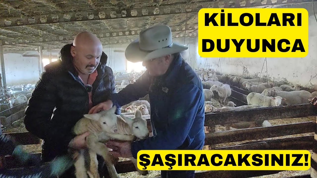 KİLOLARI GÖRÜNCE ŞAŞIRACAKSINIZ (Ile De France Koyun Çiftliği)
