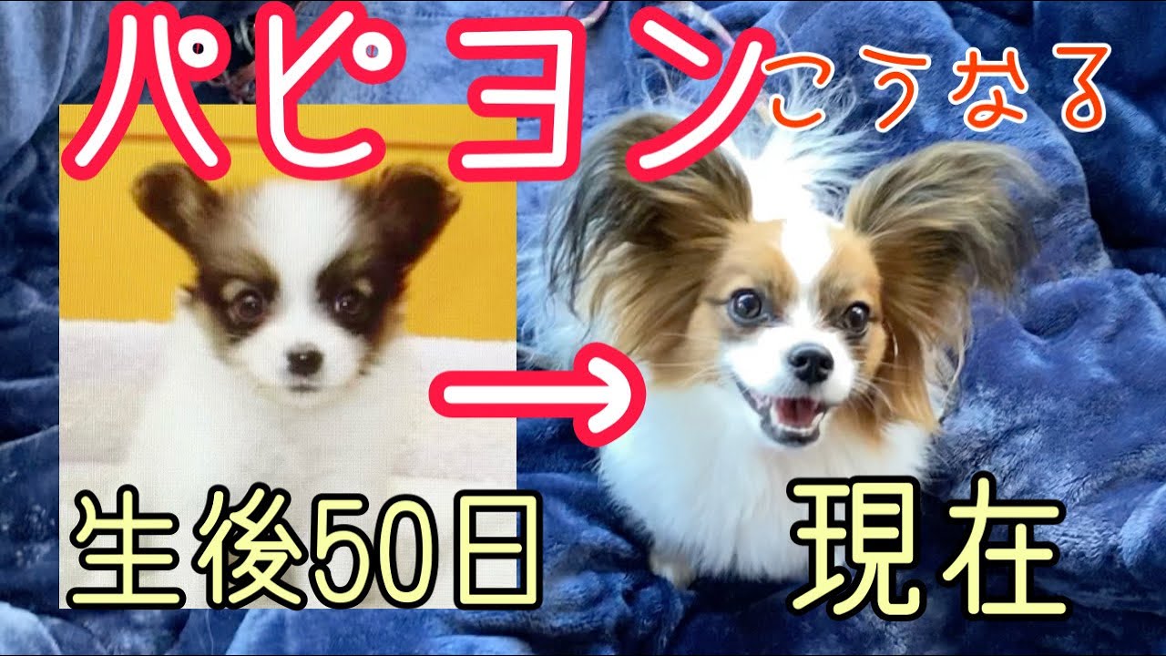 パピヨン 犬 生後2ヵ月から、お迎えのいきさつと、今まで🎵パピヨンの顔の変化❗️パピヨン子犬が、1歳になるとこうなります🎵