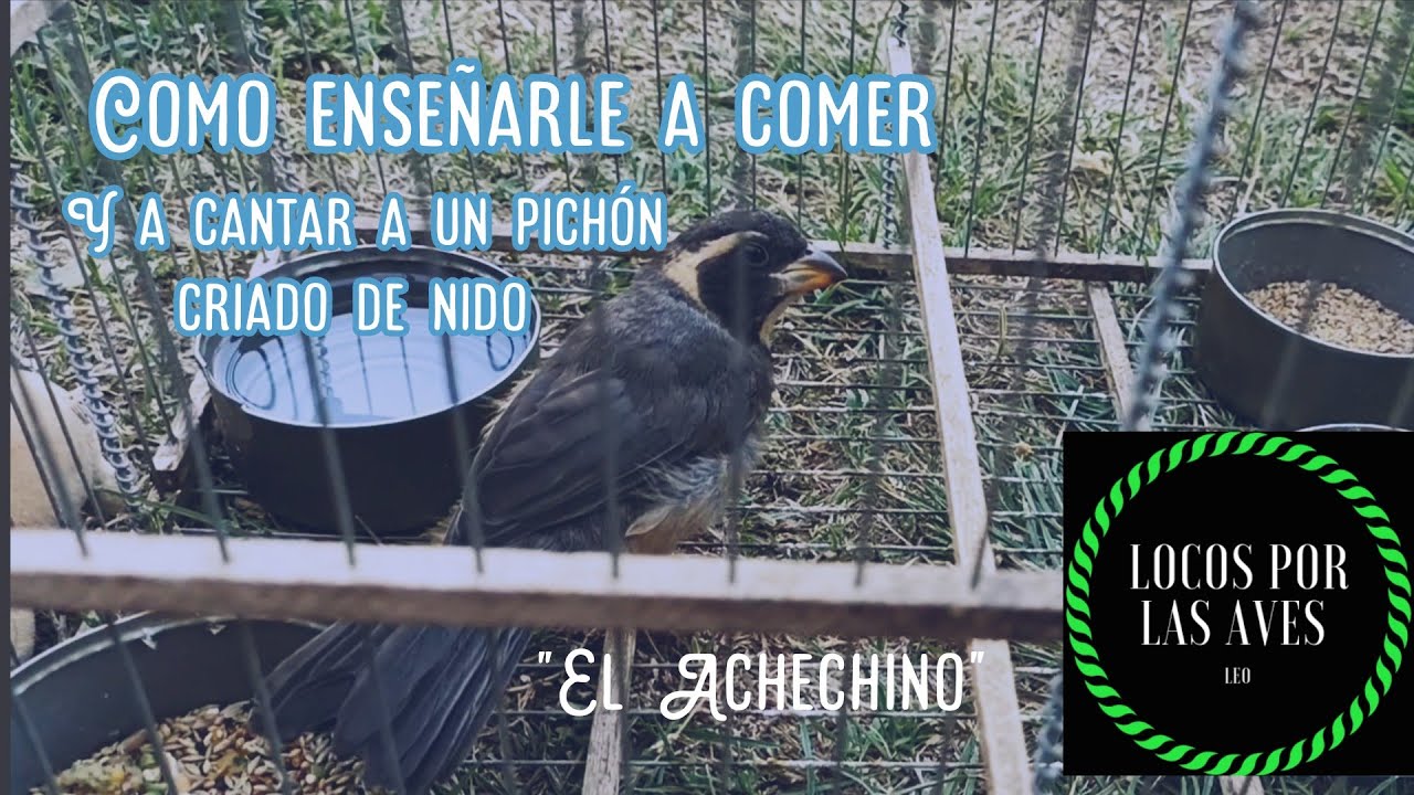 Como enseñarle a comer y a cantar a un pichón criado de pico