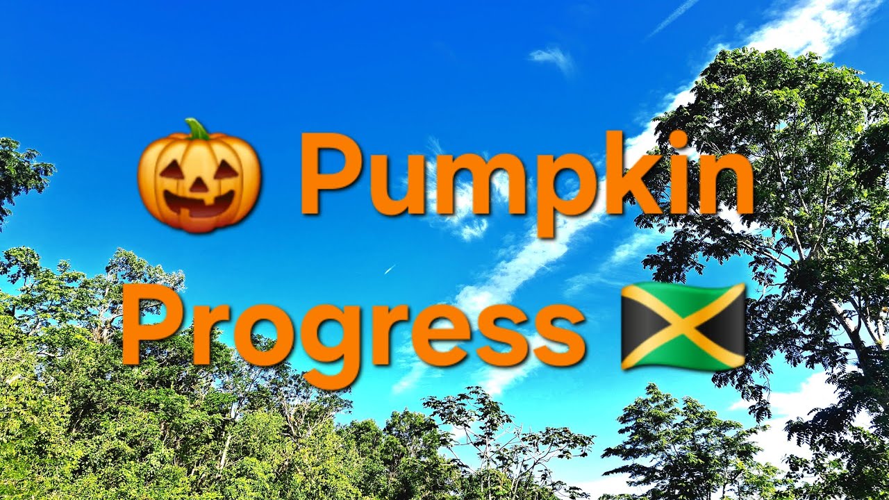 «Превращение почвы в успех» в Сент-Анне, Ямайка #fruitsfidiyutes #diy #fyp #farming #pumpkin