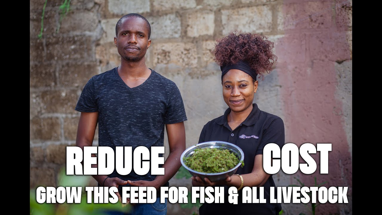 How A Young Zambian entrepreneur is Helping Farmers Reduce the cost of Feed by 50% Growing AZZOLA