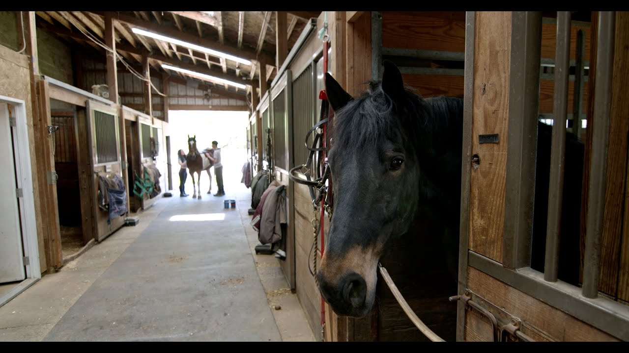 Meet Philadelphia's Therapy Horses | Pegasus Therapeutic Riding Academy