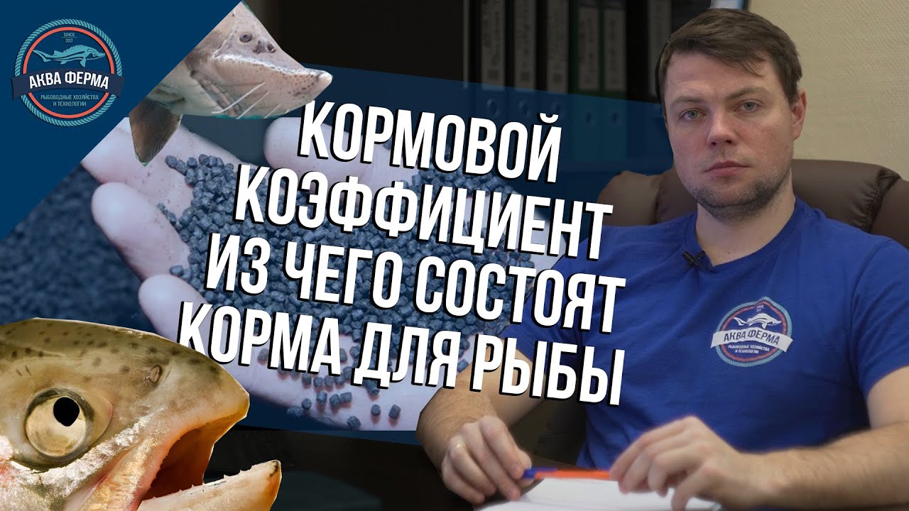 Кормовой коэффициент. Из чего состоят корма для рыбы (осетра)