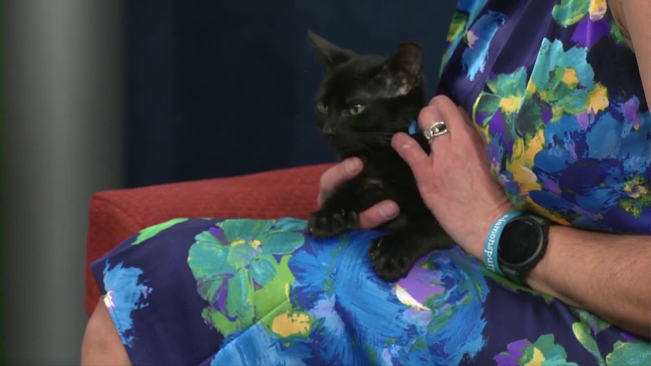 Cute kitten invites you to share the love with Helping Hands