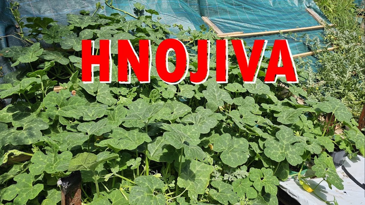 Hydroponie za MÁLO peněz! 💰 Jak mít HODNĚ muziky (Melouny s čerpadlem!) 🍉💧 #hydroponie