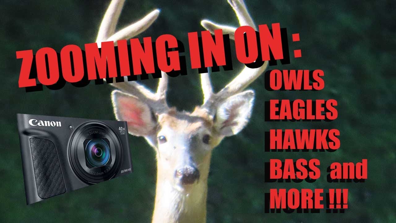 Canon SX740 HS ZOOM TEST: Wildlife Edition