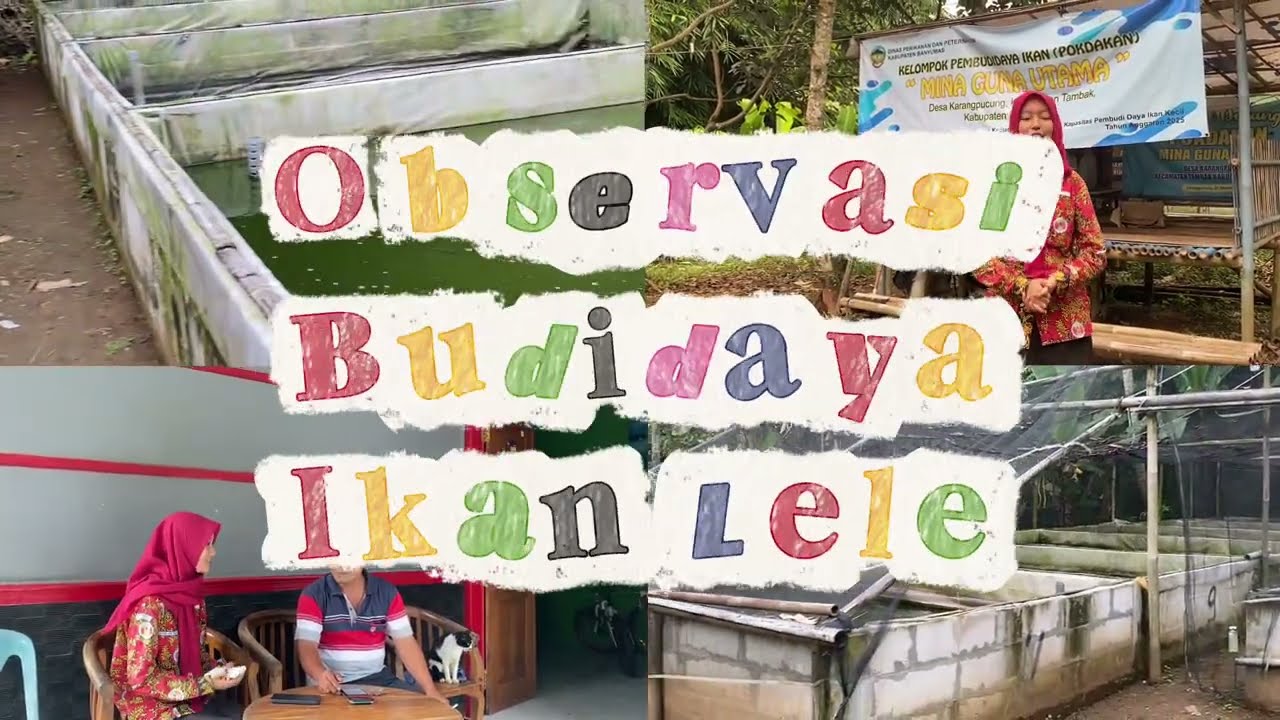 .✦ ݁˖ OBSERVASI BUDIDAYA IKAN LELE 𓆟 || 📚PKWU