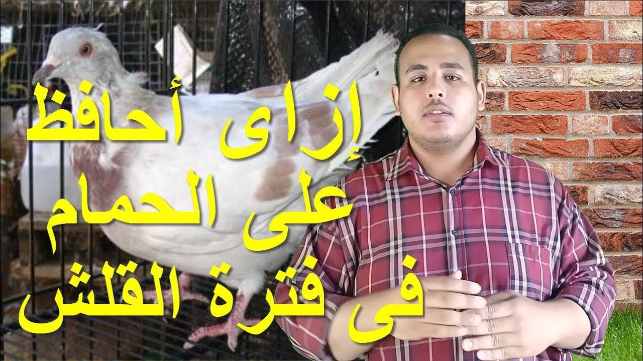 موسم القلش فى الحمام - تغيير الريش - معاملة الحمام فى موسم القلش