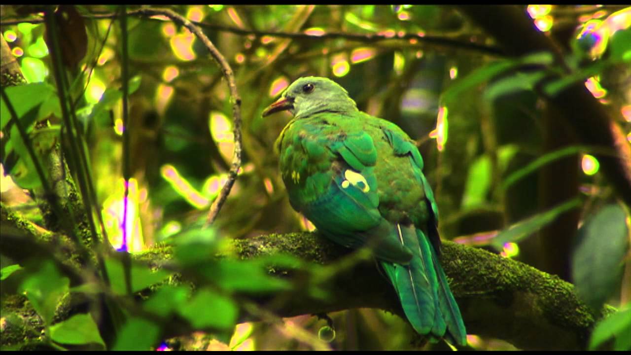 Rainforests of Sherwood Nature Reserve | NSW National Parks