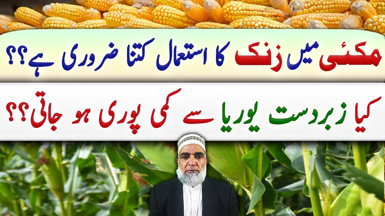 How much Zinc is needed for better quality of maize crop || Crop Reformer