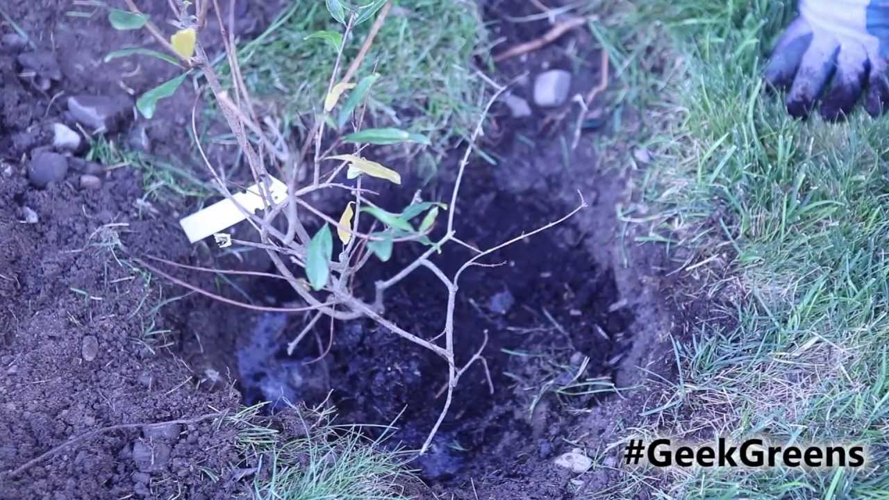 Cold Weather Fig, Pomegranate, and Banana Trees! How is it so???