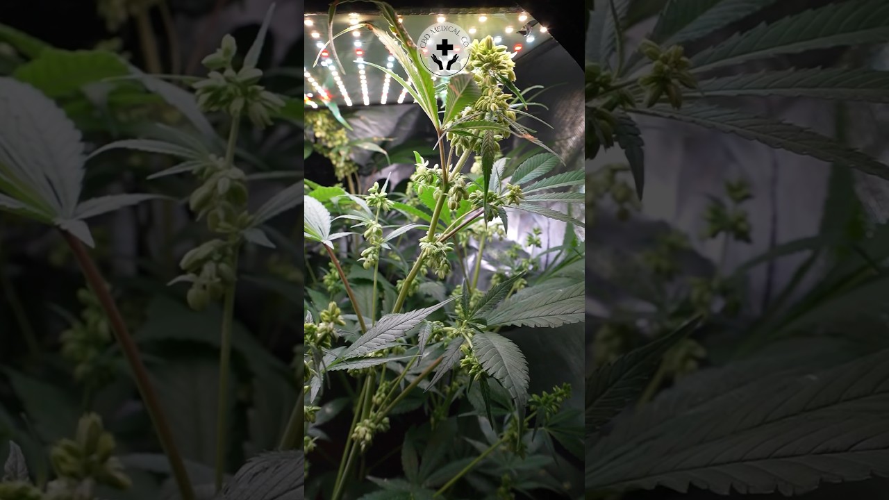 Male cannabis pollen. M1.101. #cbd #thc #dwc #cannabis