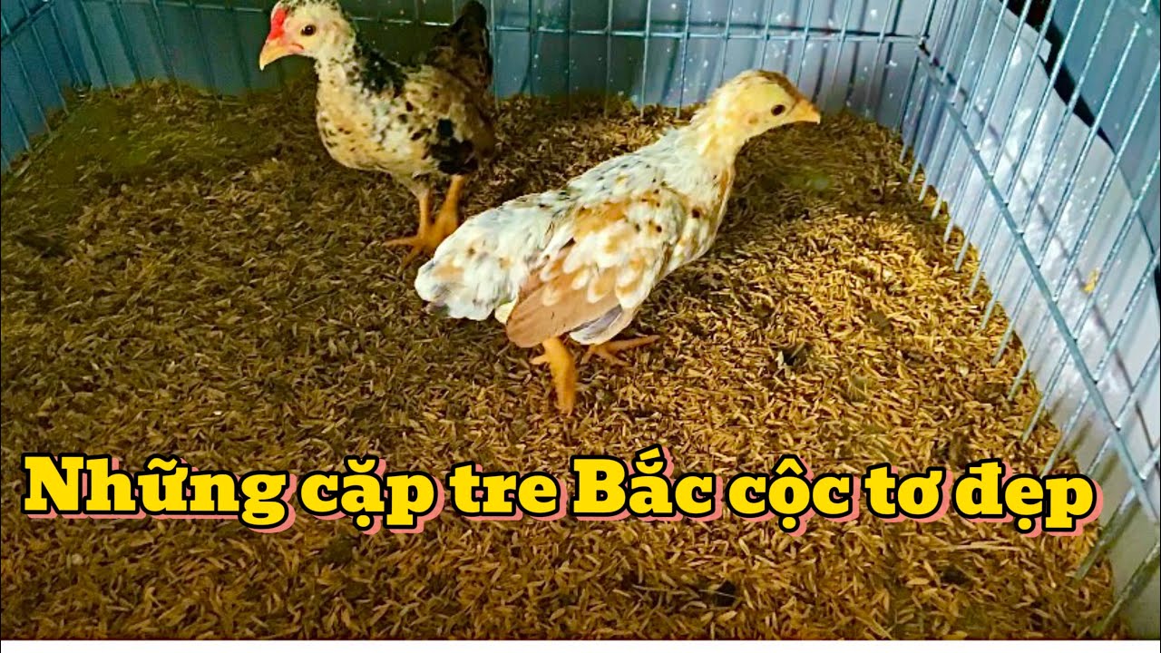Những cặp tre Bắc cộc tơ đẹp || GKGC|| tập 16