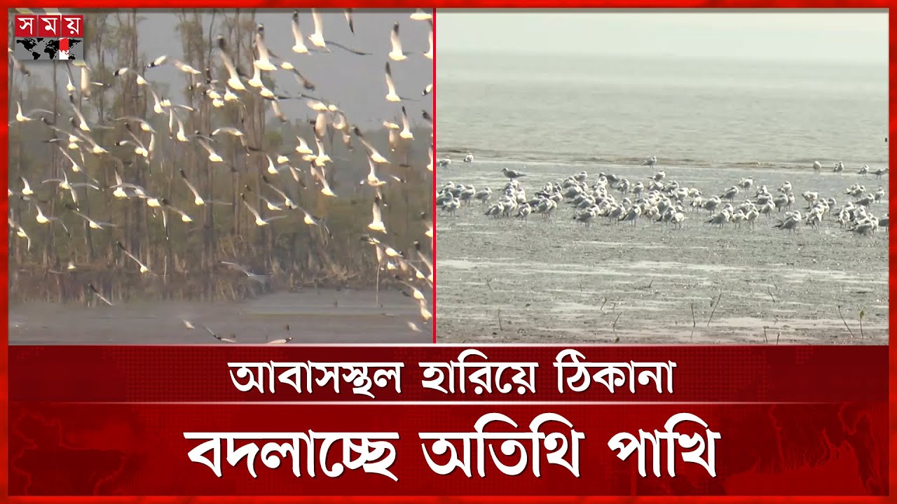 ভোলার চরে দিন দিন কমে যাচ্ছে অতিথি পাখির সংখ্যা | Migratory Birds | Bhola Bird News | Somoy TV