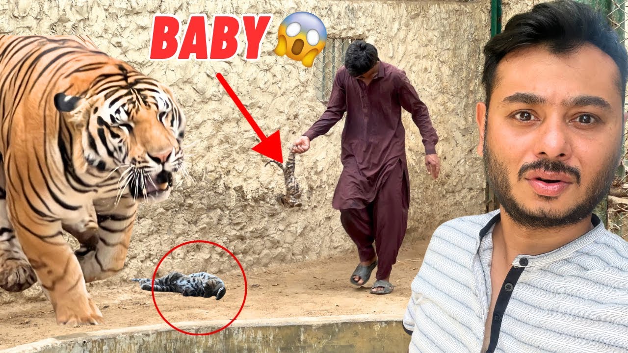 TIGER NE BACHA DE DYA😱GUSSEY ME ATTACK KRNE LAGA