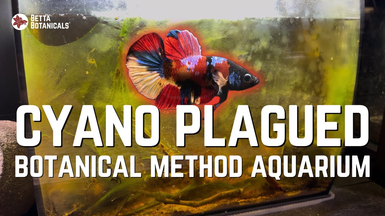 How I Fixed My Neglected Fluval Flex 9 Gallon Aquarium