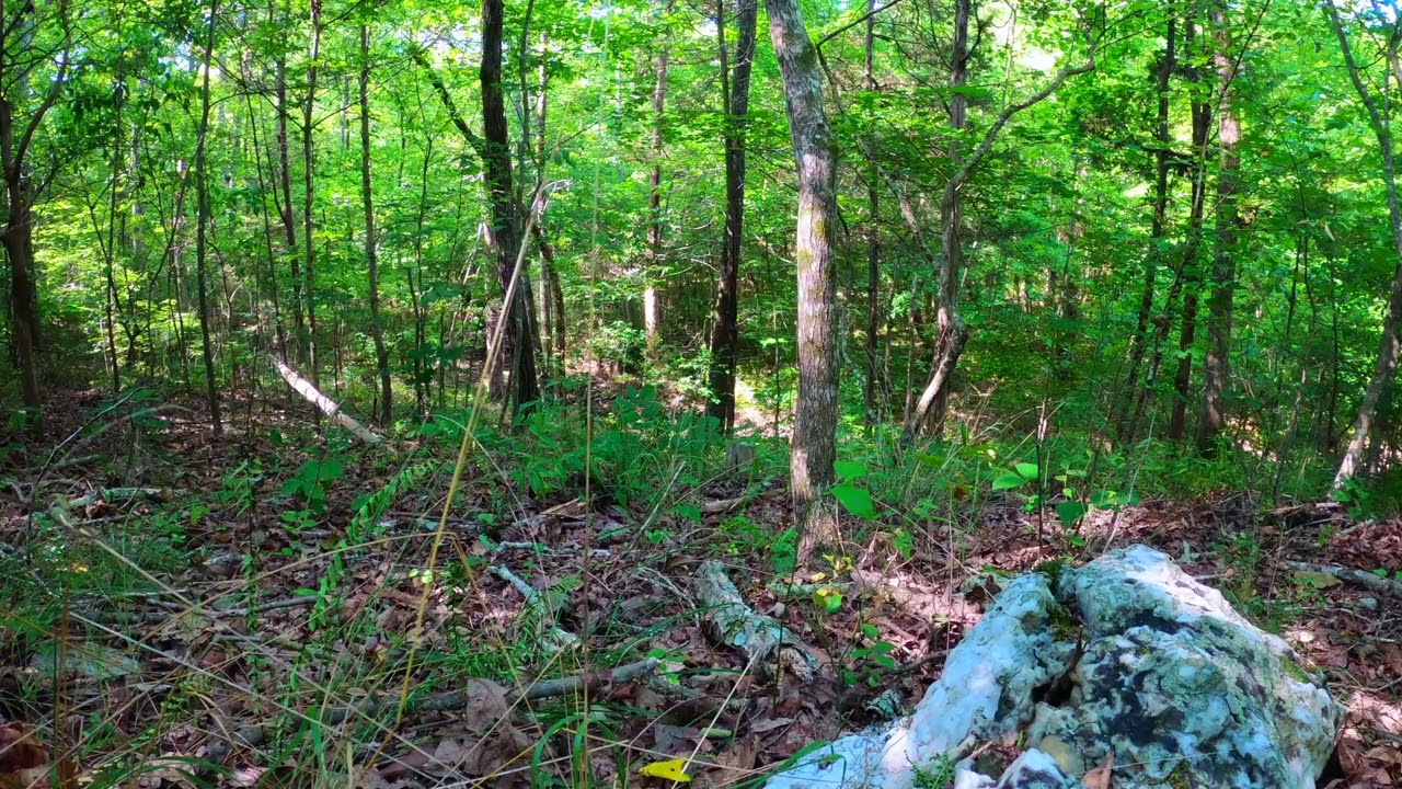 Bird Sounds from the Forest Floor