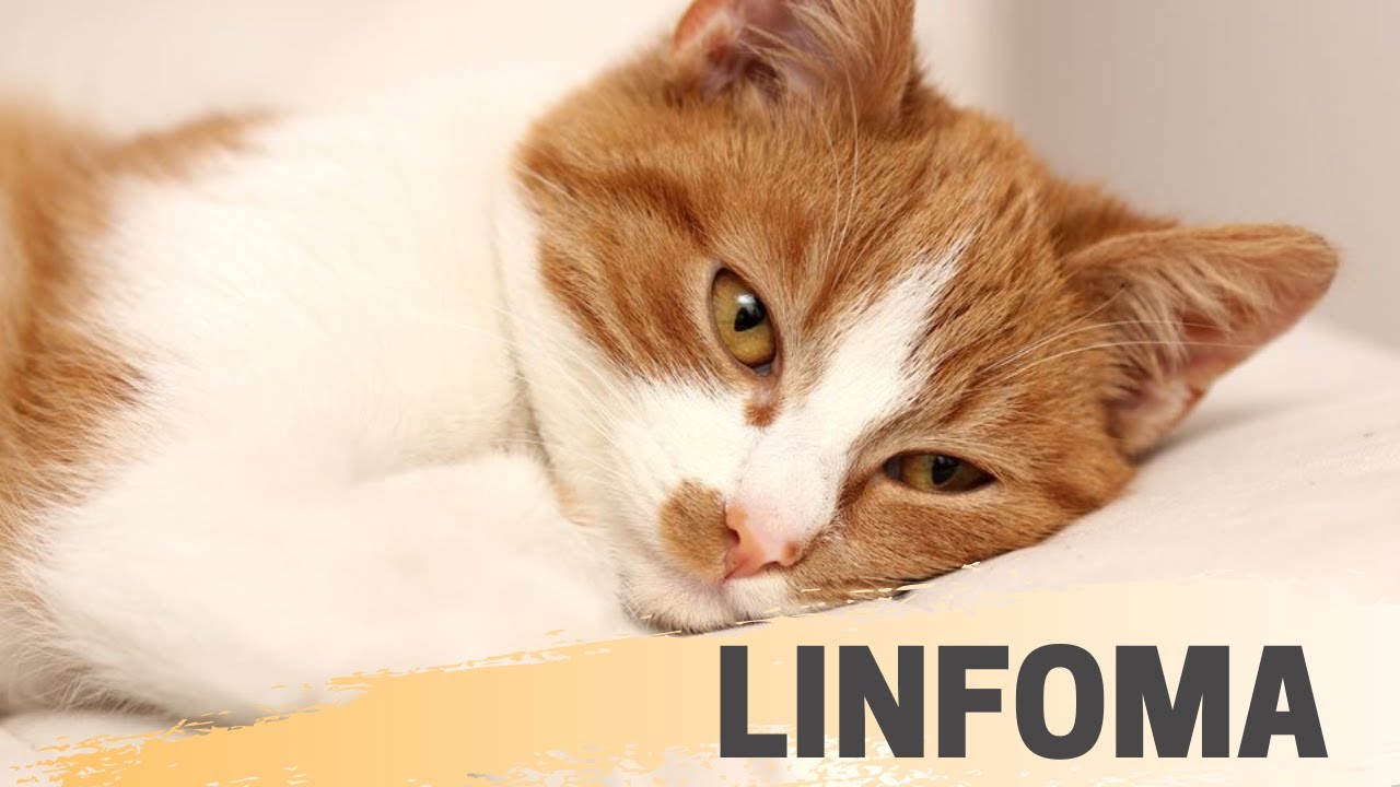 Linfoma Felino | Dra Paty Bastos