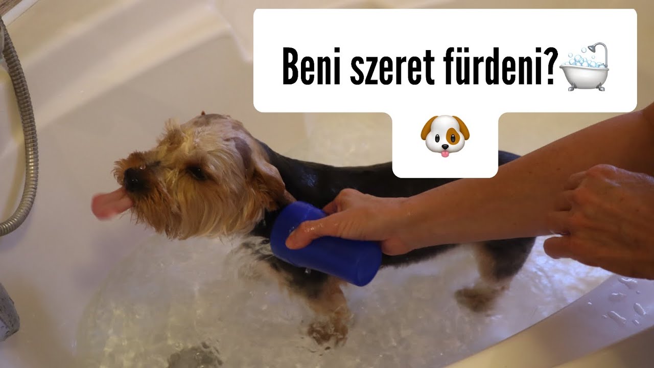 Merlin barátja Beni a yorki szeret fürdeni??🐶🛁 #merlinkalandok