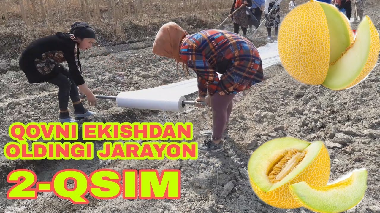 #QOVUN # YETISHTISH SIRLARI 2- QISIM #xandalak # qovun yetishtirish sirlari #TARVUZ YETISHTIRISH