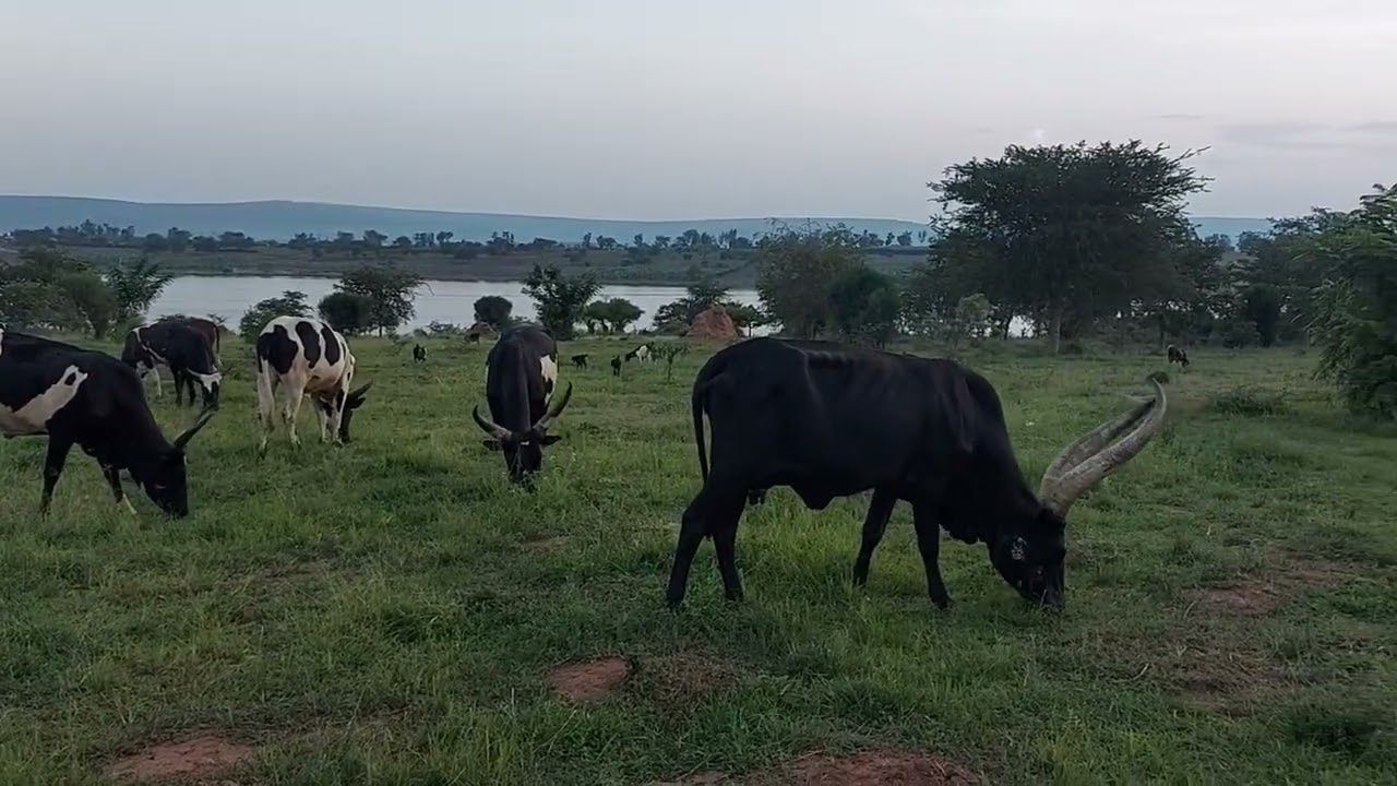 Cow farming  in Africa|   Feeding #Africa | Kinshasa RDC