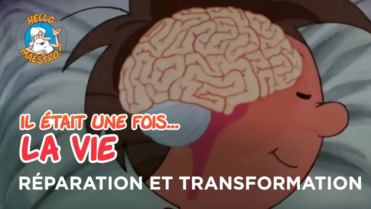 Il était une fois… la Vie 🌱- Réparation et transformation 🧮