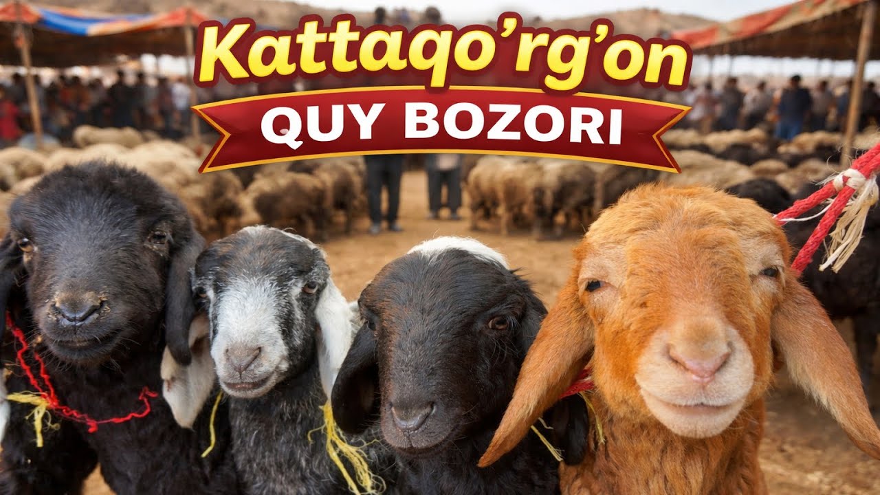 SAMARQAND KATTAQURGON QUY QUZI BOZORI NARXLARI AVJIDA 