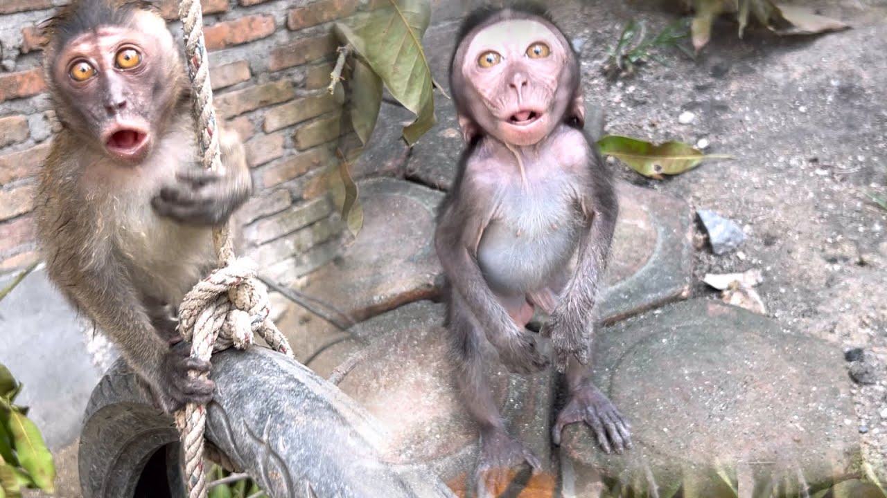 little monkey robin and daisy looked at me with scary faces and bullied me