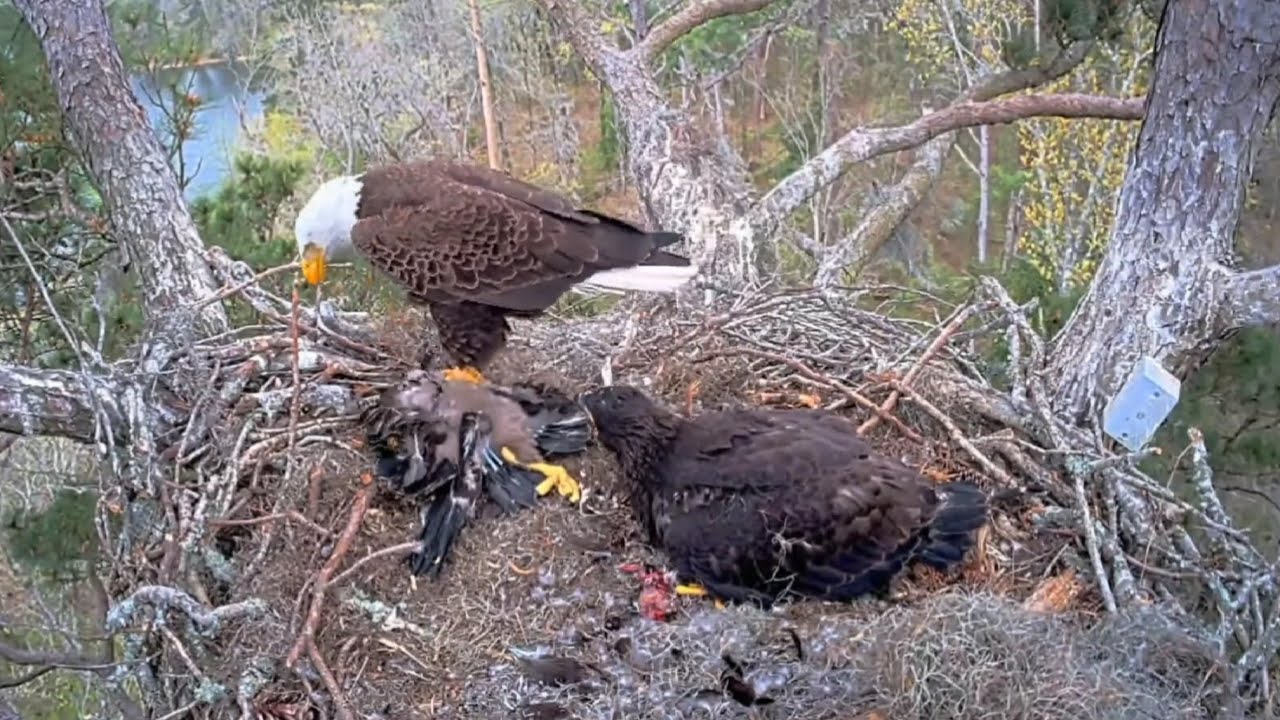 Alex II in with prey, he grabs E3-O4 & starts working at it | Kisatchie National Forest | Mar 23, 25
