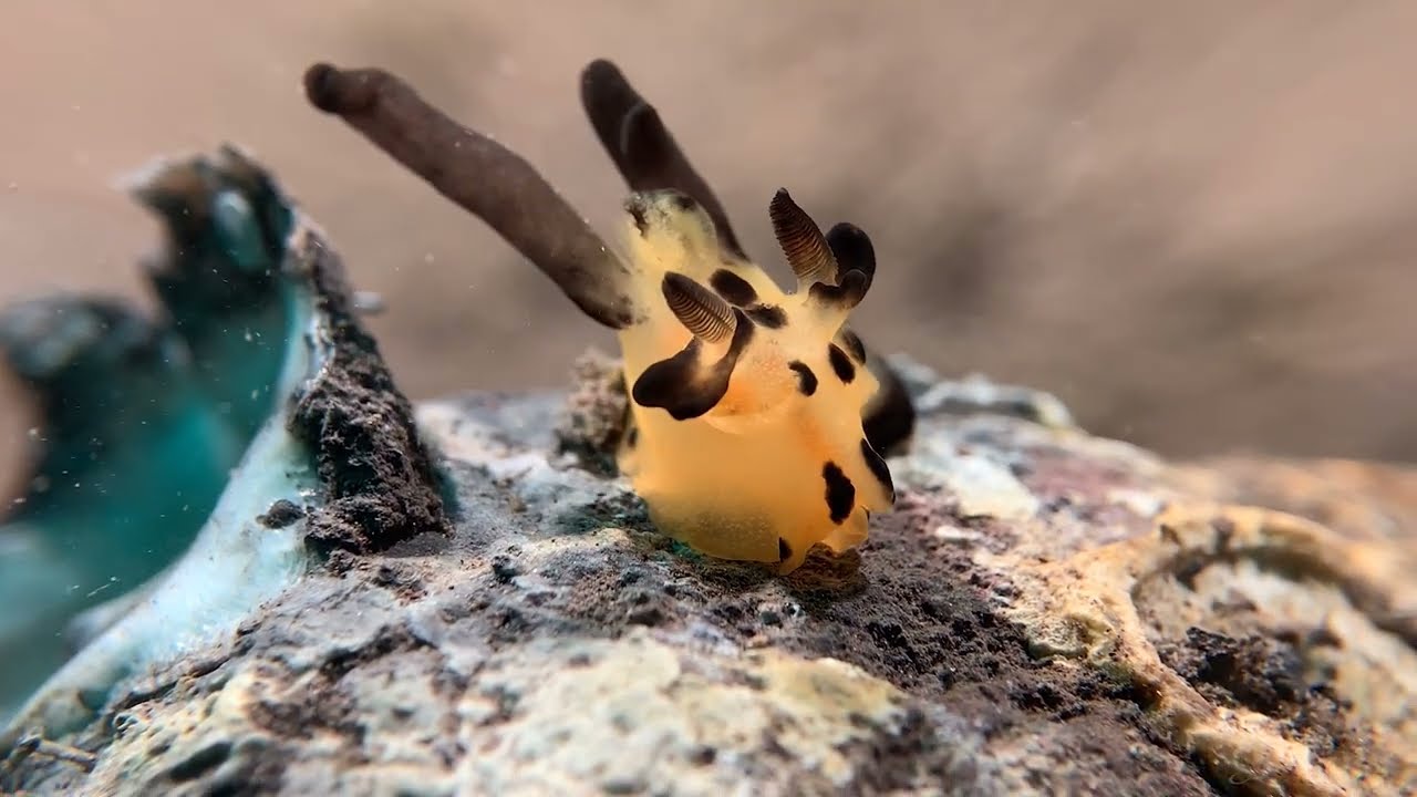 Underwater Muck Diving in Bali & Lembeh (Indonesia) filmed with an iPhone 11 in a smart housing 4K