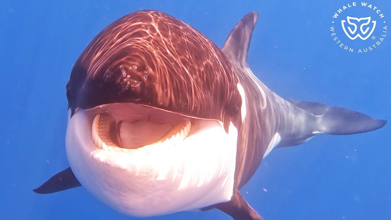 Bremer Bay Orca Season 2025 Begins