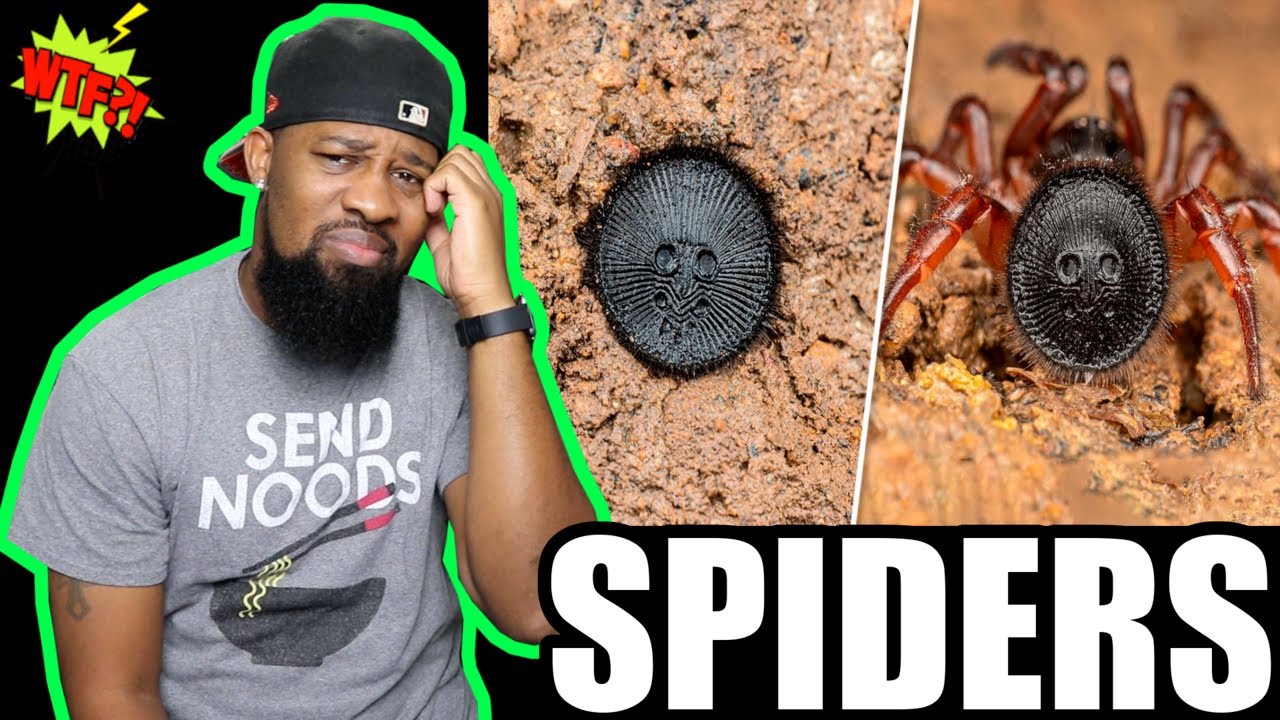 10 Most Venomous Spiders in the World ( REACTION )