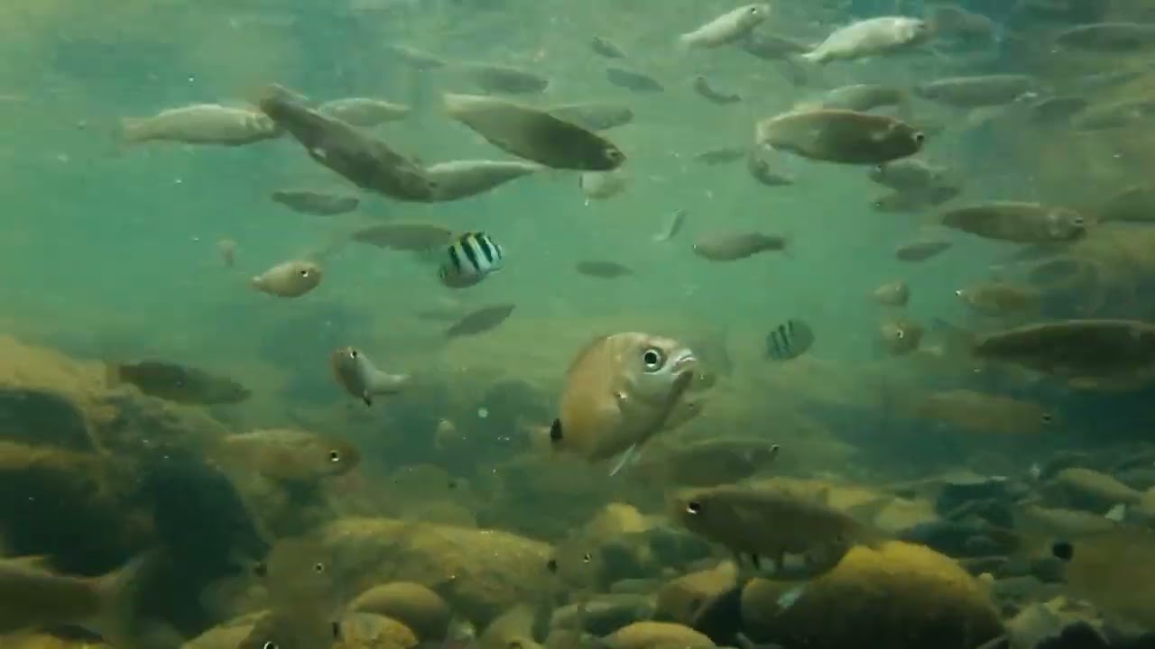 Little Fishies in the Sun