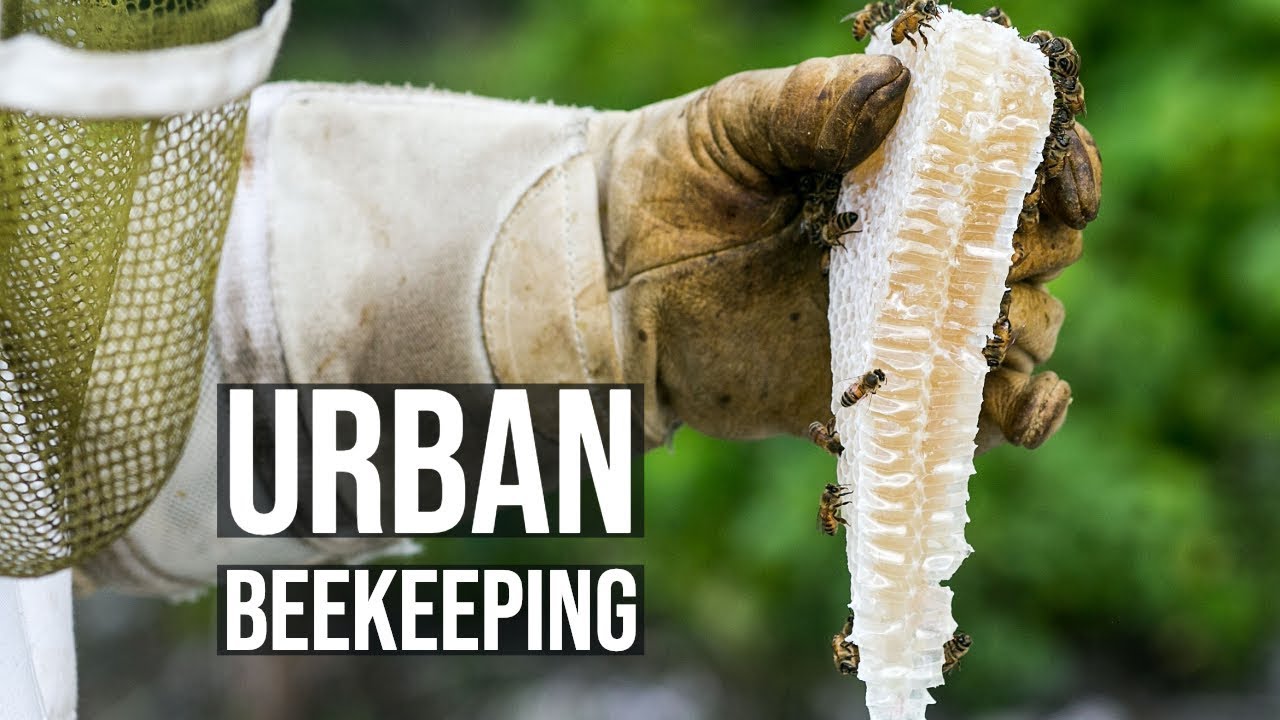 Urban Honey Beekeeping in Downtown Seattle - A Short Documentary Film