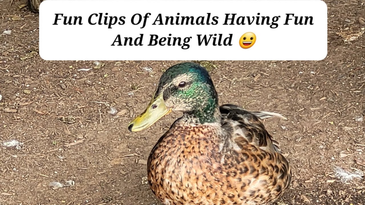 Fun Clips Of Animals Having Fun And Being Wild 😀