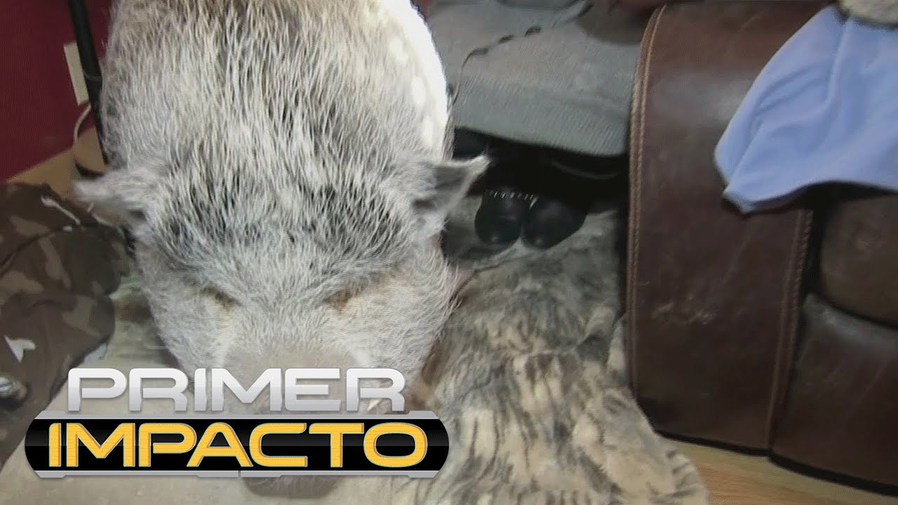 Wilber, el cerdo mascota que es discriminado en Nueva York