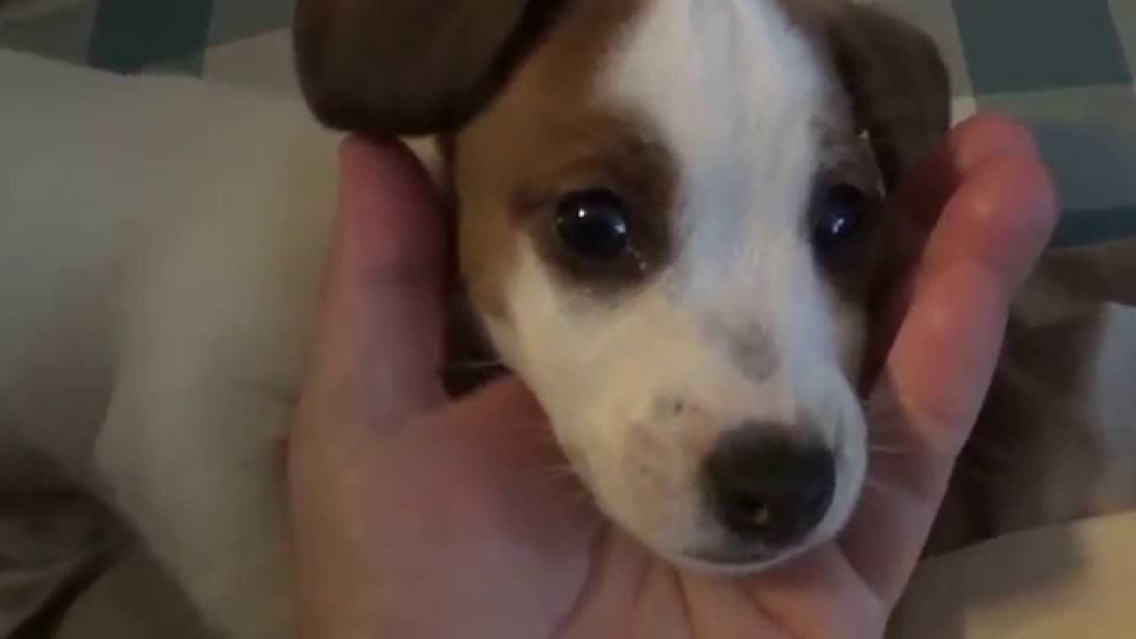 LEON   *  My New Jack Russel Puppy