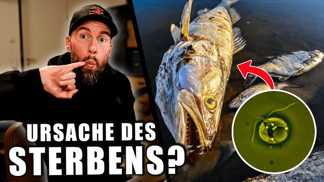 Was WIRKLICH PASSIERTE... - Ursache? T&auml;ter? zum Fischsterben in der Oder! | Robert Marc Lehmann
