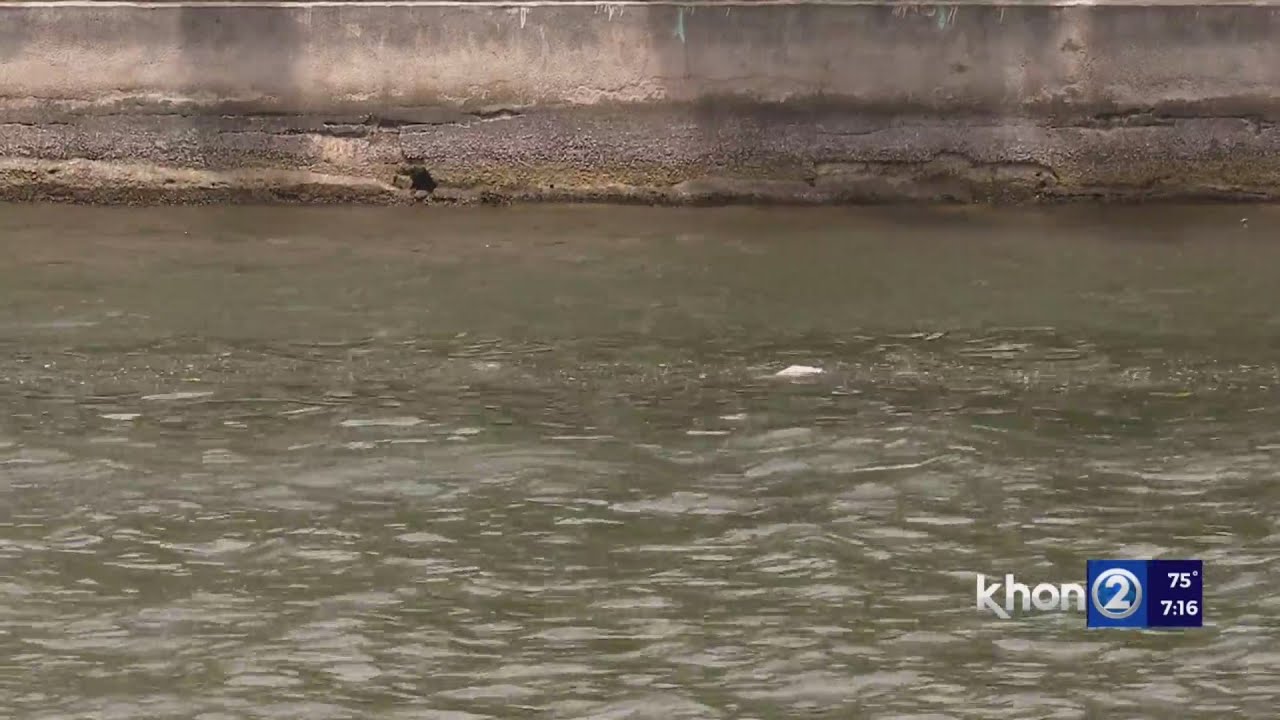 Monk seal spotted in Ala Wai, are Genki balls working?