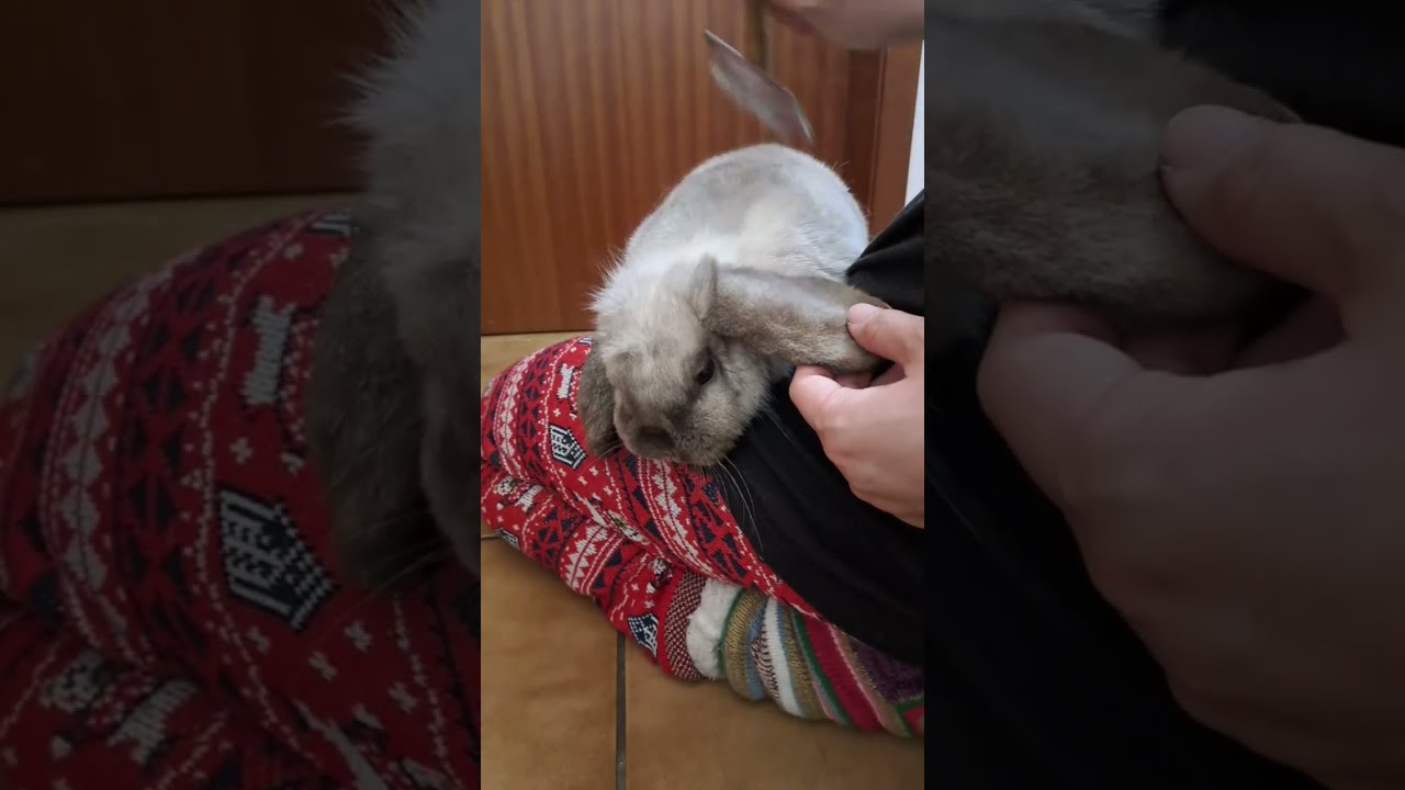 Kaninchen Bo im Flur