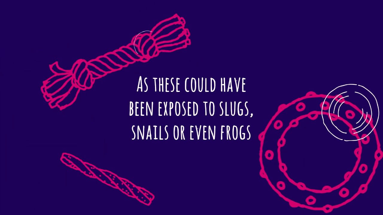 Lungworm in Dogs | Vets4Pets