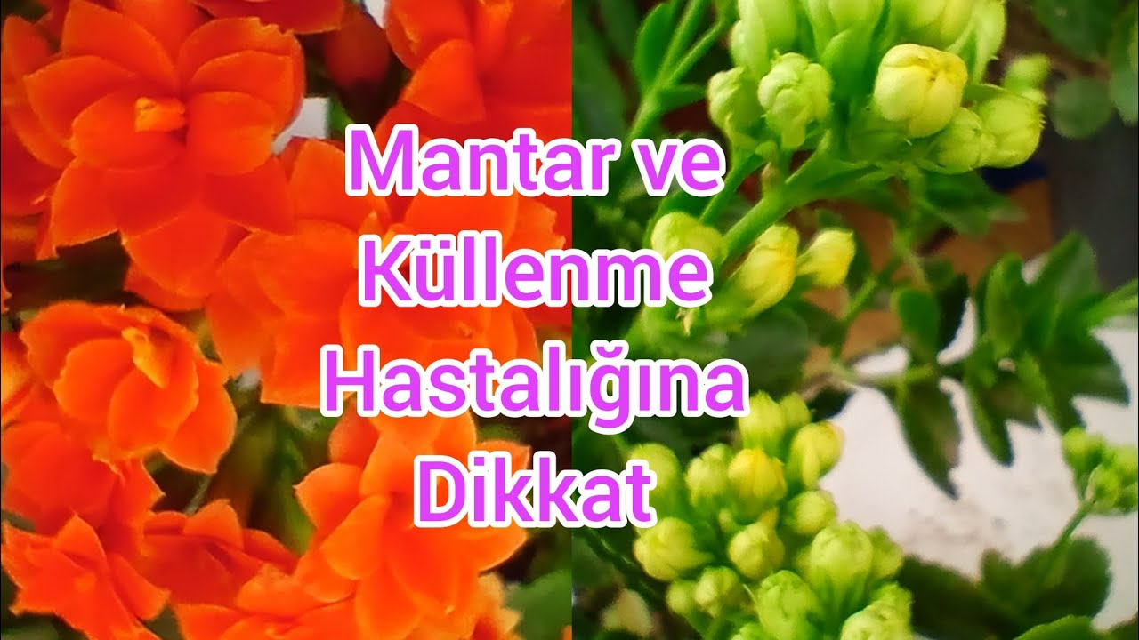 Kalanşolarda küllenme ve mantar hastalığı![Kalanchoe powdery mildew and fungal disease]