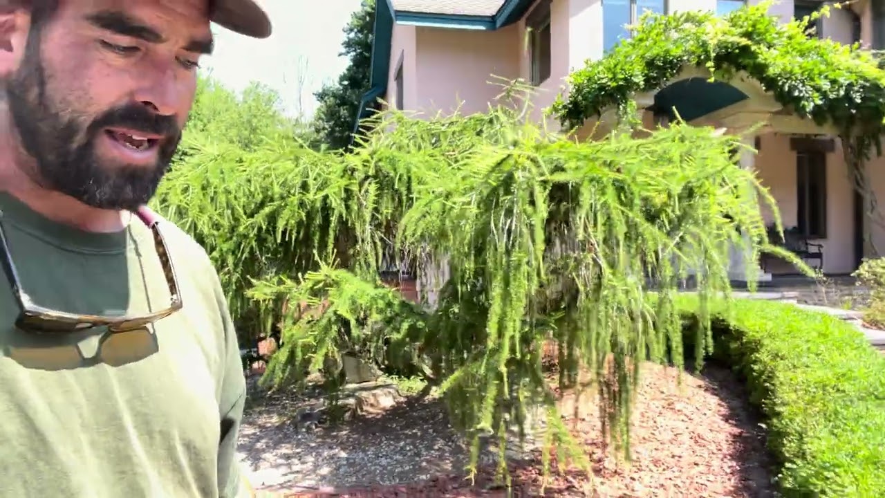 Weeping Larch `Varied Directions’ Pruning