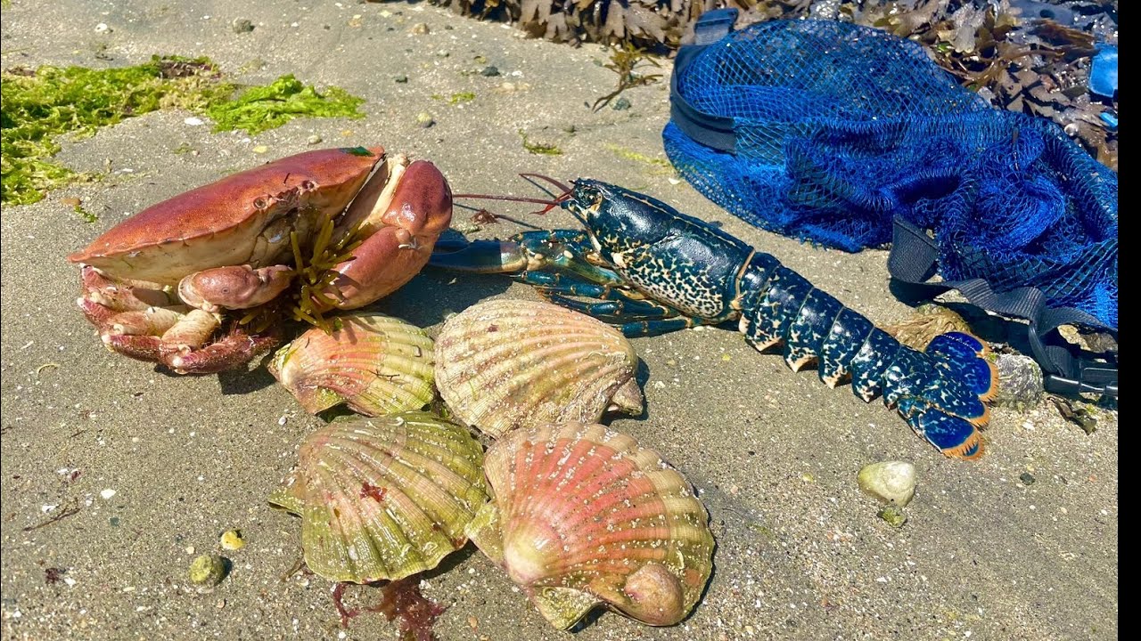 Amazing Coastal Foraging Day - Scallops , Big Crab , Lobster , Catch and Cook 