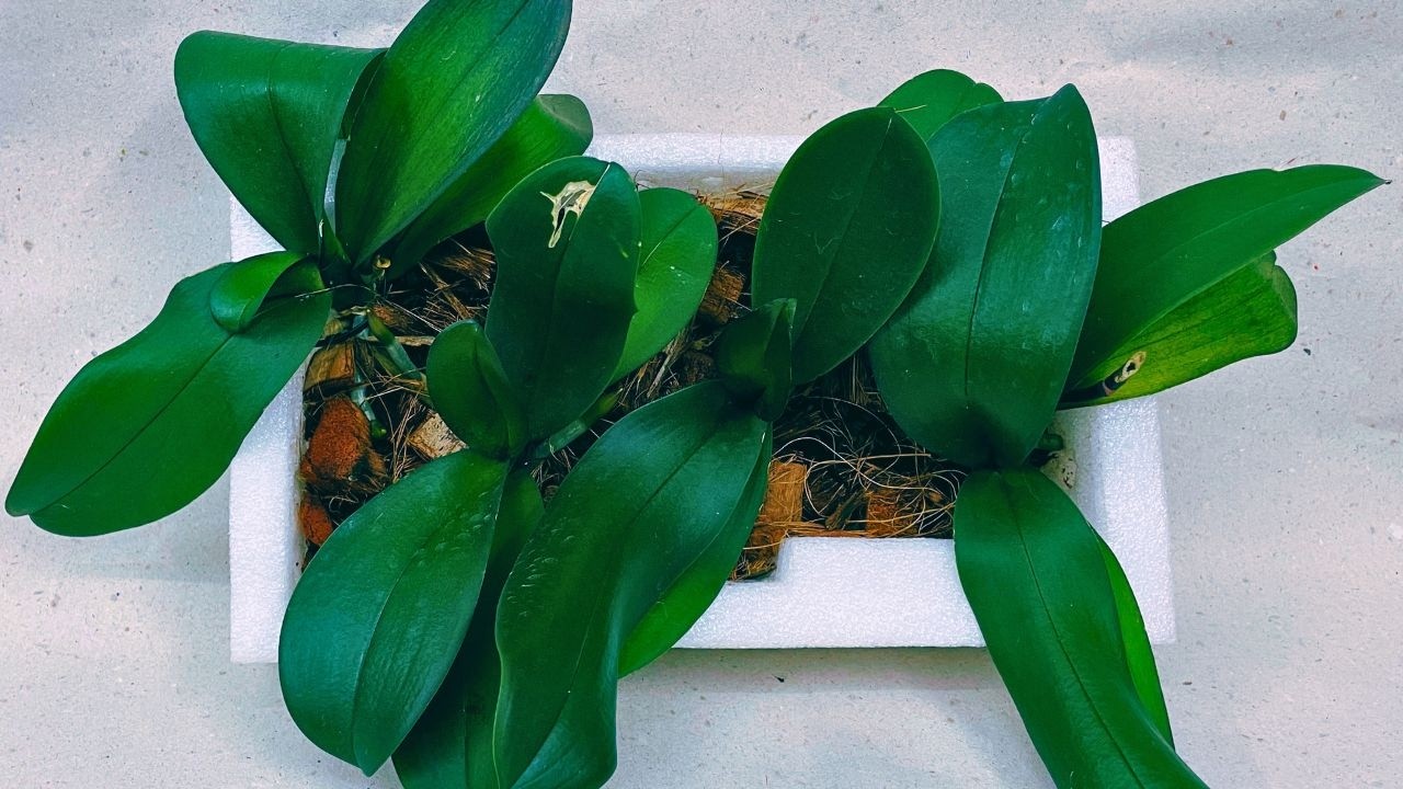 COMO PLANTAR ORQUÍDEA PHALAENOPSIS NO ISOPOR! IRAIZA BEM RÁPIDO E FICA LINDO | JD Oquídeas