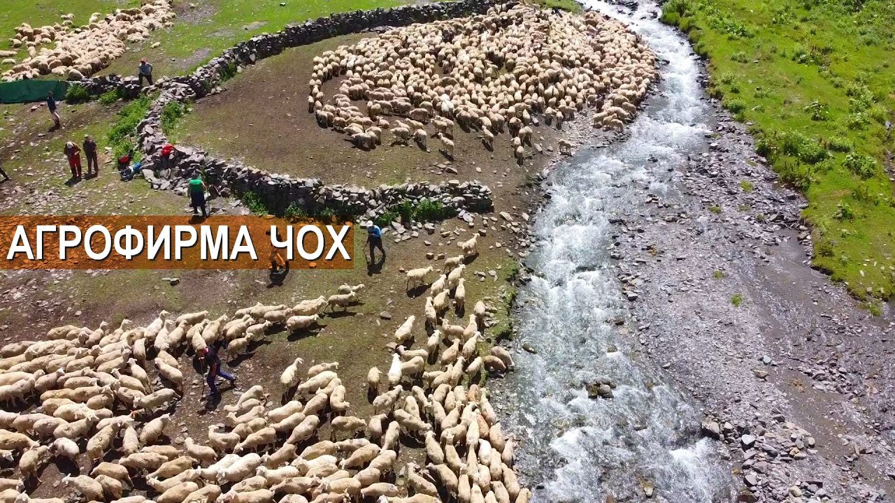 Агрофирма Чох - племенной завод и оригинаторы Дагестанской горной породы овец