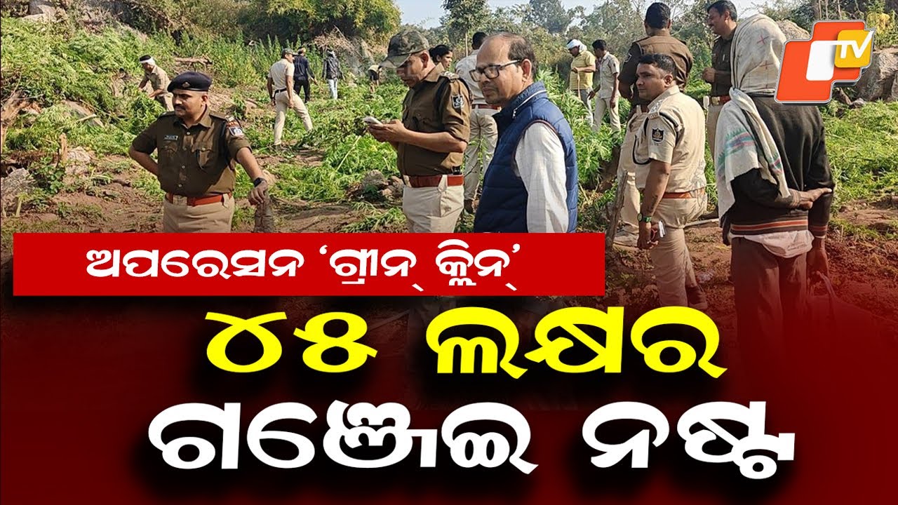 Illegal Ganja Cultivation Worth ₹45 Lakh Destroyed in Kandhamal Forests