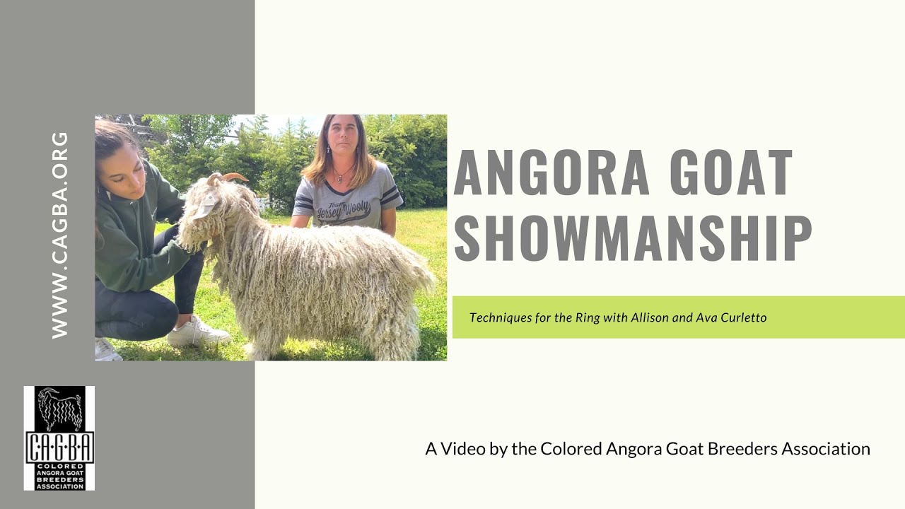 Angora Goat Showmanship